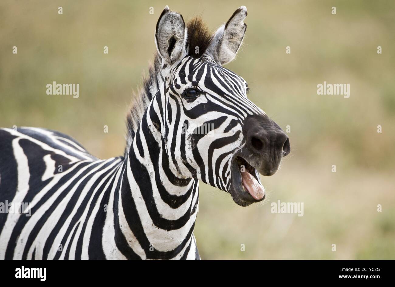 Burchell's zebra (Equus quagga burchellii) smiling, Tanzania Stock Photo