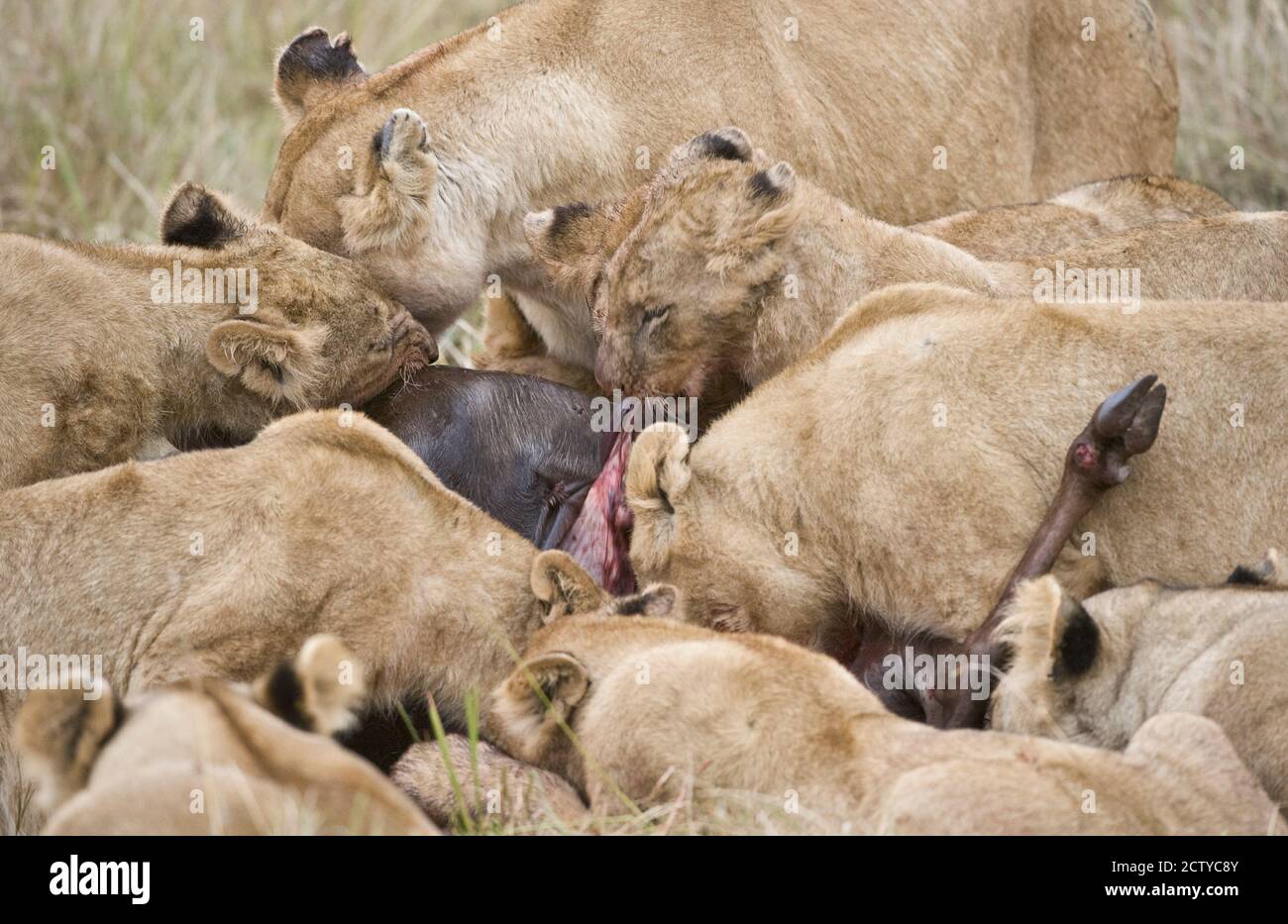 Pride of lions (Panthera leo) on a kill, Kenya Stock Photo