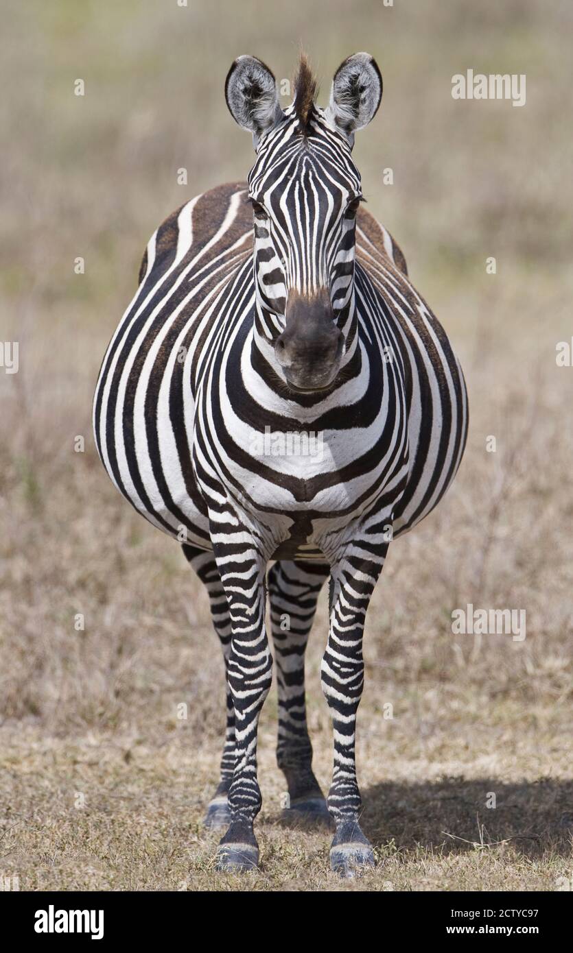 Pregnant Burchell's zebra (Equus quagga burchellii), Tanzania Stock Photo