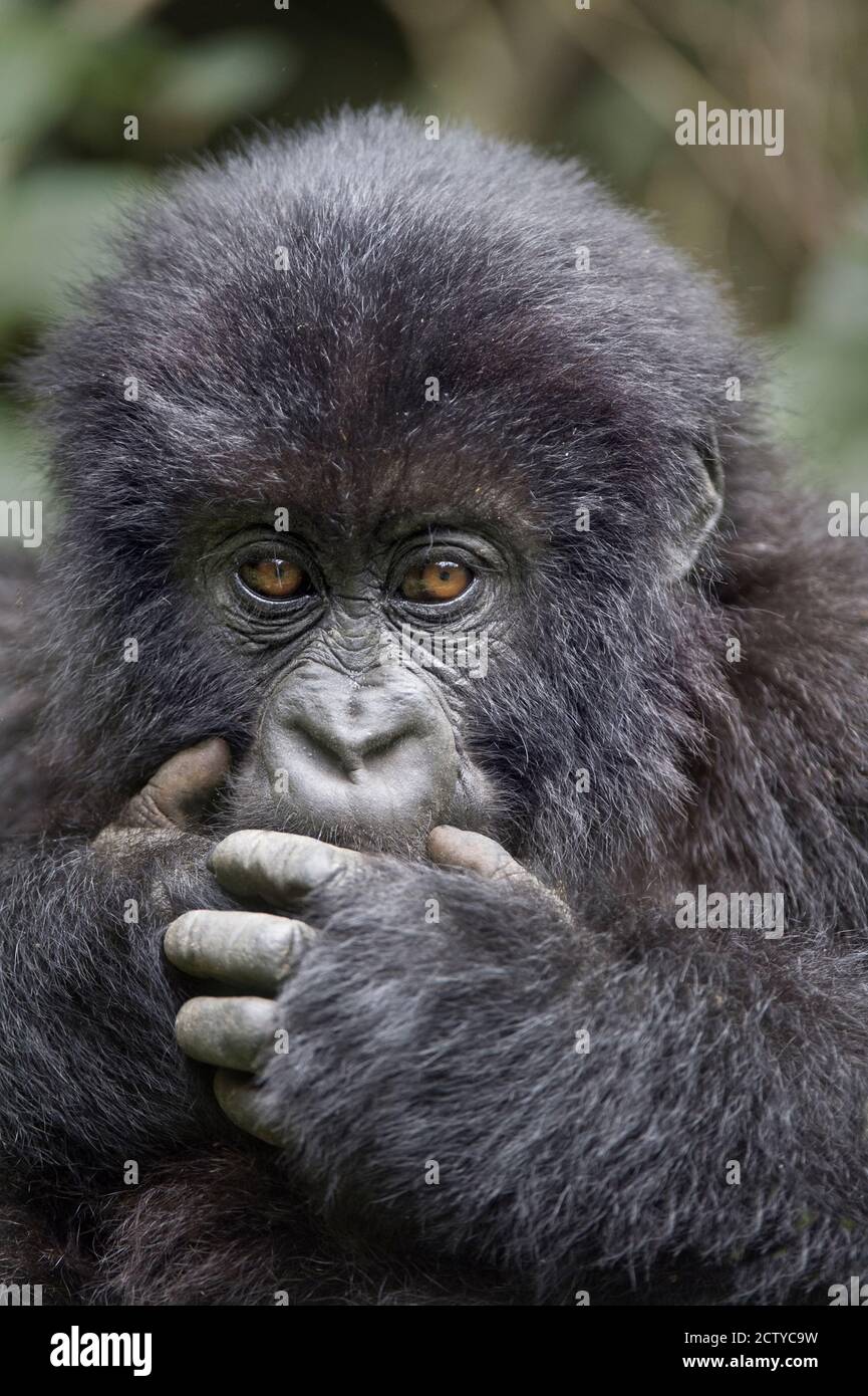 Close-up of a Mountain gorilla baby (Gorilla beringei beringei), Rwanda Stock Photo