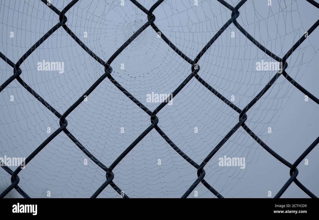 Cobweb on a wire fence Stock Photo