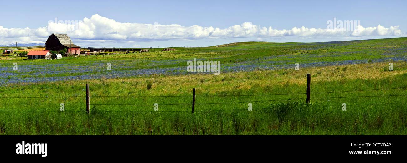 Old farm and ranch, Billings, Montana, USA Stock Photo