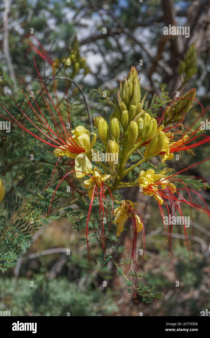 Sedona, Arizona: Yellow bird of paradise - Caesalphinia gillesii -  a shrub or small tree with yellow flowers, long red stamens, and ferny leaves. Stock Photo