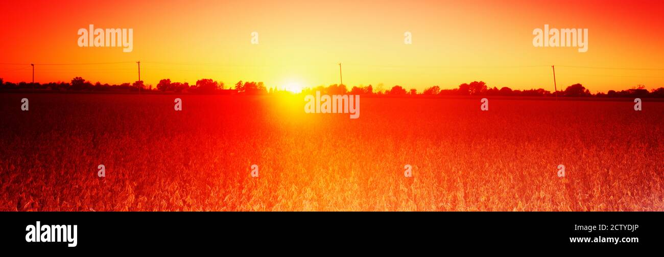 Soybean field at sunset, Wood County, Ohio, USA Stock Photo