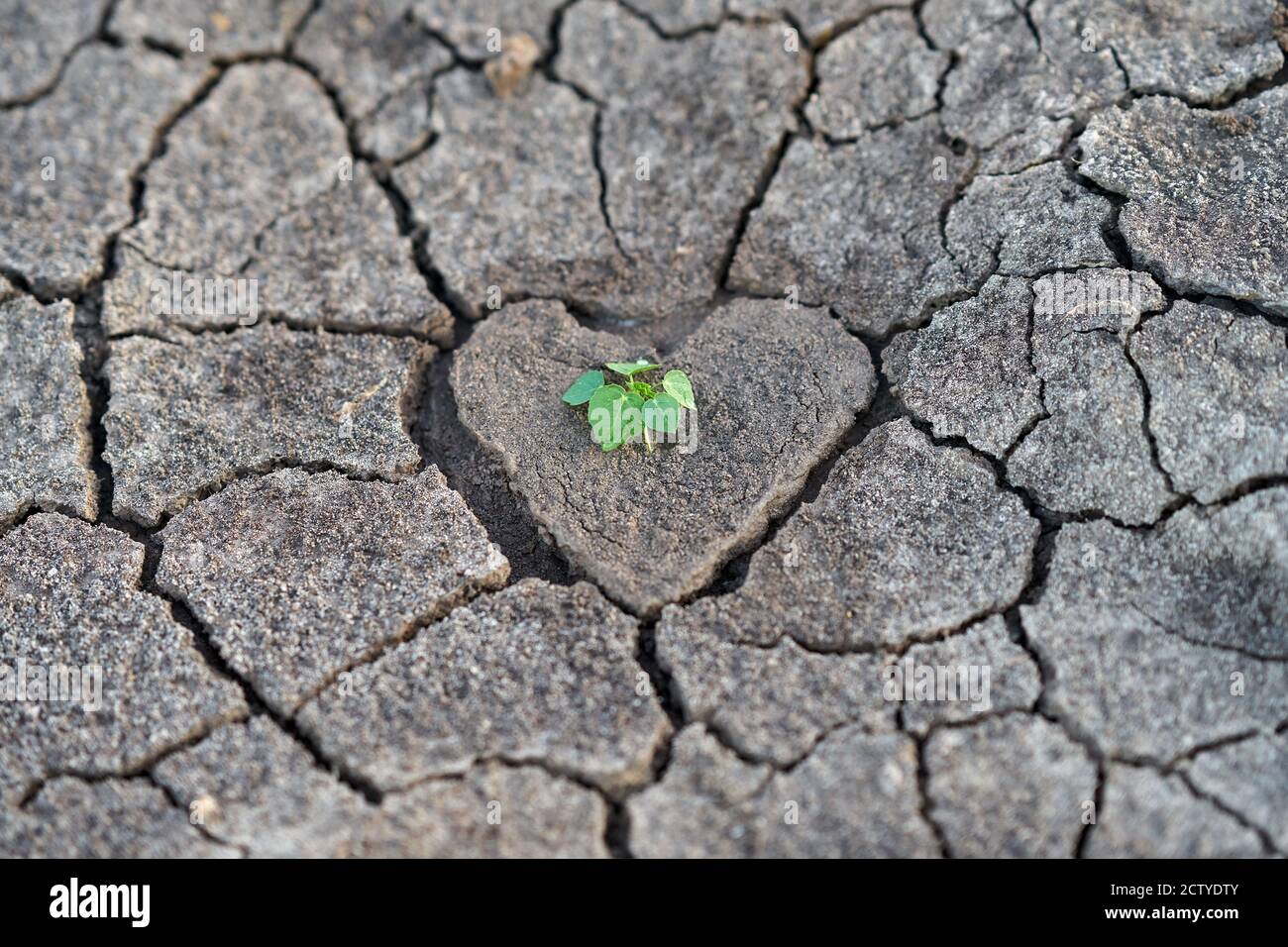 Dry parched earth, with a heart shaped center with some green plant. Stock Photo