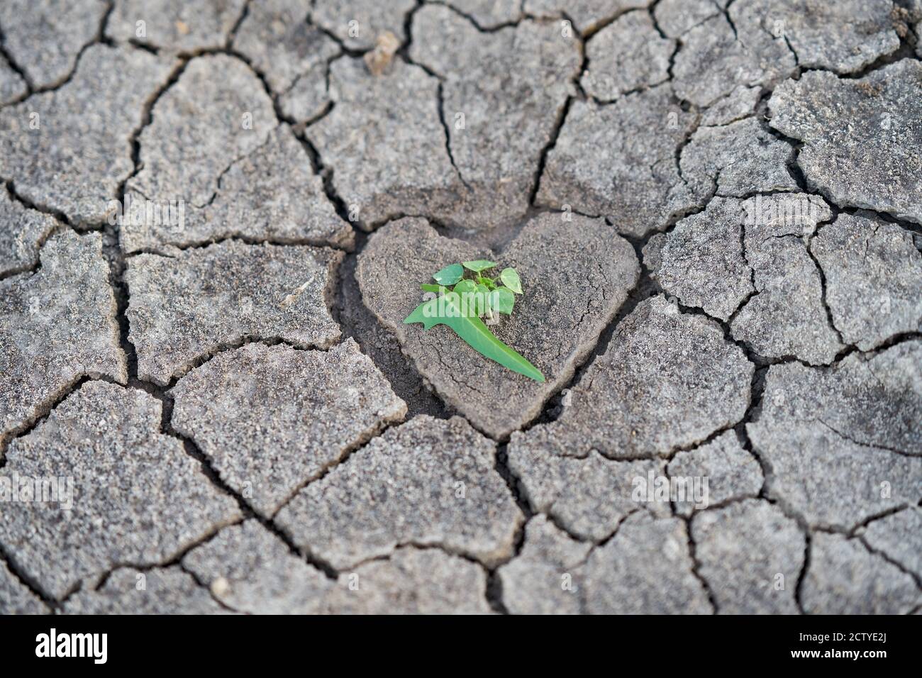 Dry parched earth, with a heart shaped center with some green plant. Stock Photo