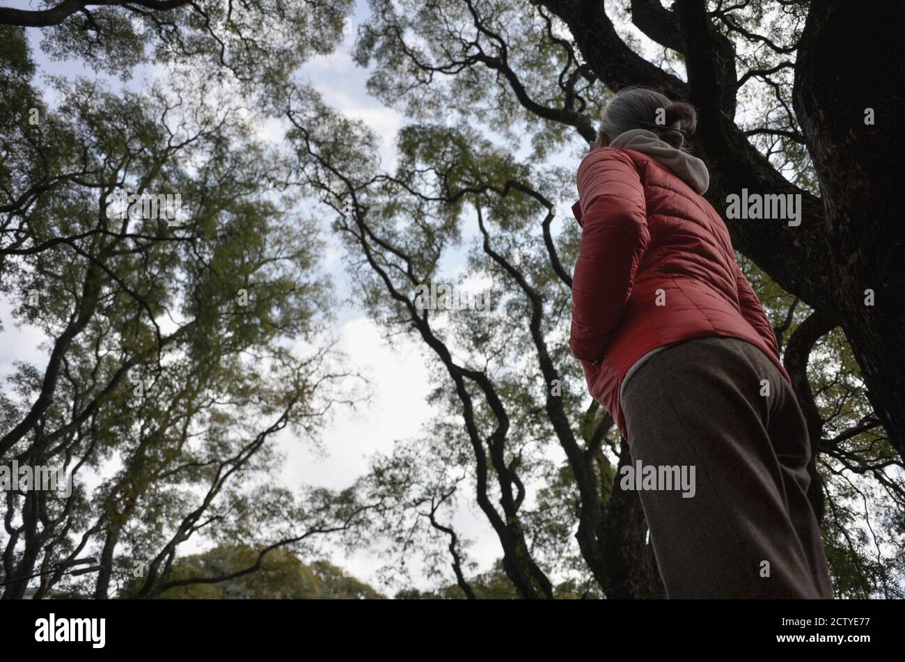 woman looking at tree tops admiring nature in the city during covid-19 quarantine Stock Photo