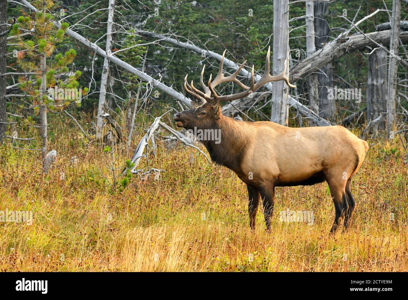 A wild bull elk 'Cervus alaphus', stopping to call from a wooded area in rural Alberta Canada. Stock Photo