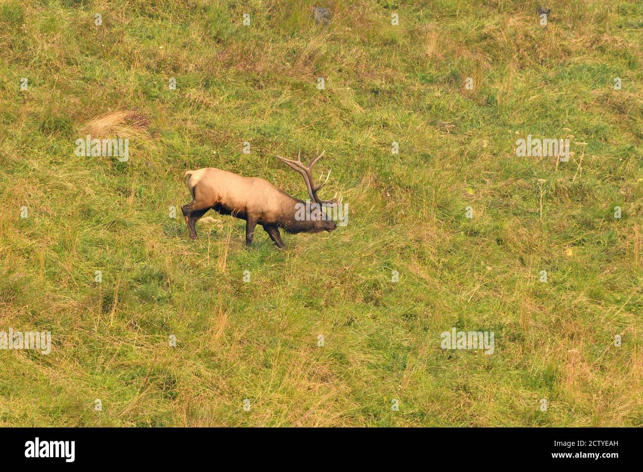 A wild bull elk 'Cervus alaphus', walking through a meadow area in rural Alberta Canada. Stock Photo