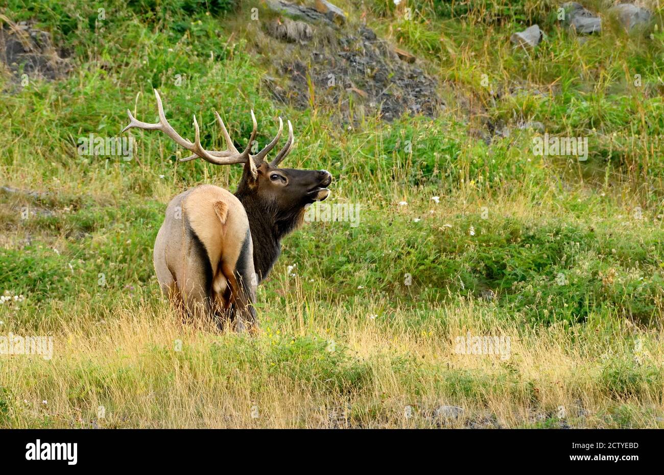 A large bull elk ' Cervus elaphus, bugling a challenge in rutting season in rural Alberta Canada. Stock Photo