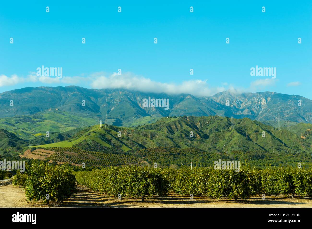 Orange tree grove, Santa Paula, Ventura County, California, USA Stock