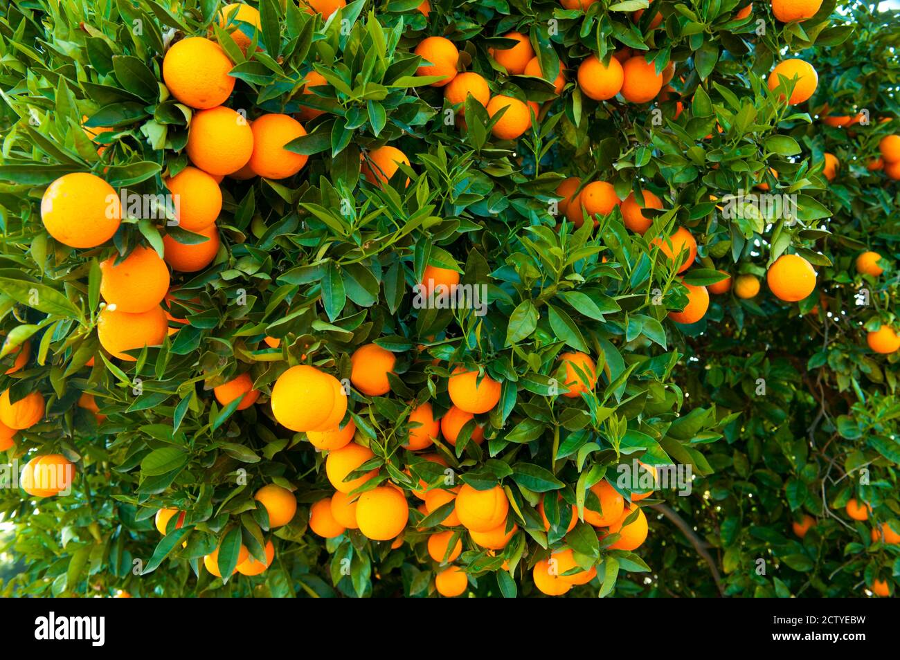 Oranges on a tree, Santa Paula, Ventura County, California, USA Stock