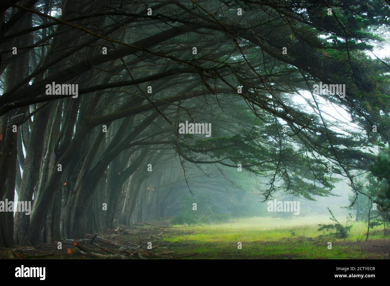 Cypress trees at misty morning, Fort Bragg, California, USA Stock Photo