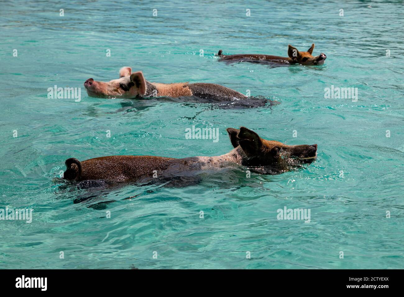 The famous swimming pigs (feral pigs) of Bahamas living in an uninhabited island located in Exuma called Big Major Cay (better known as Pig island). Stock Photo