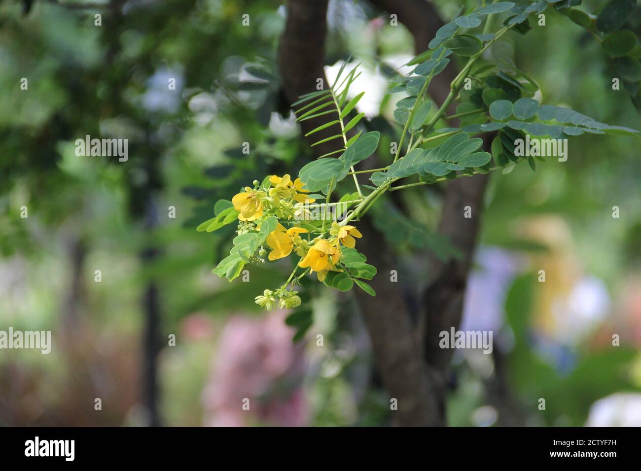 small yellow flowers that grow and hang on branches with green leaves Stock Photo