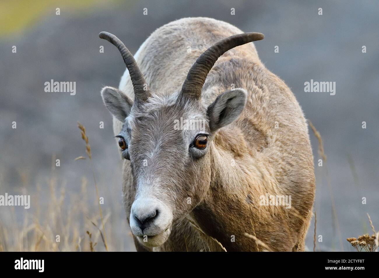 A close up image of a wild female Bighorn Sheep 'Ovis canadensis', foraging on some wild grasses in rural Alberta Canada. Stock Photo