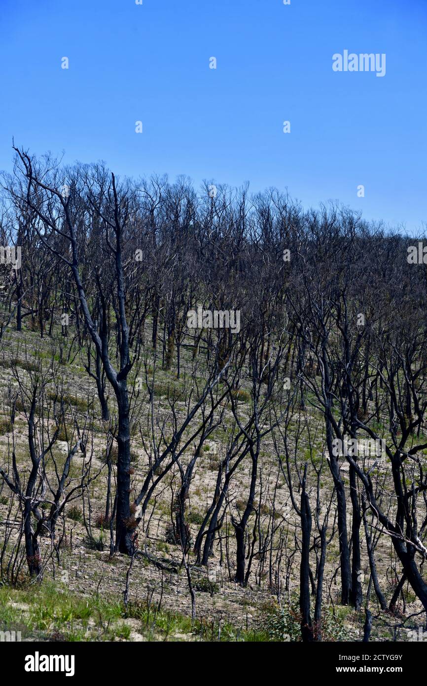 Australian bushfires - December 2019 Stock Photo - Alamy