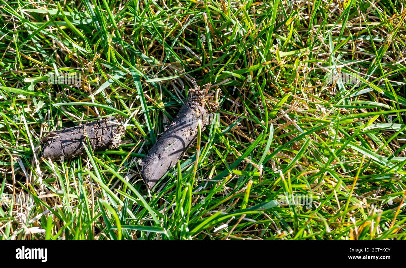 Meadow Raking Annual meadow rake hi-res stock photography and images - Alamy