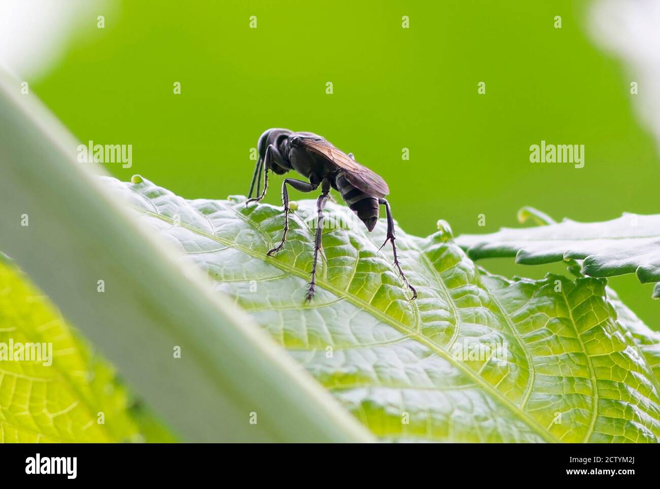 Macro photo of an insect on a leaf in the daylight Stock Photo - Alamy