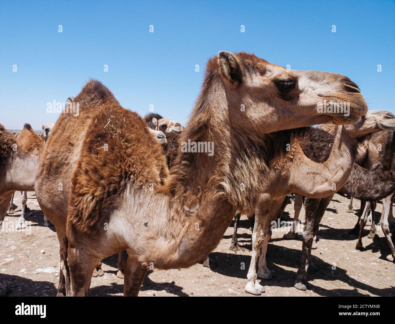 Camel Market in Guelmim, in southern Morocco. Stock Photo