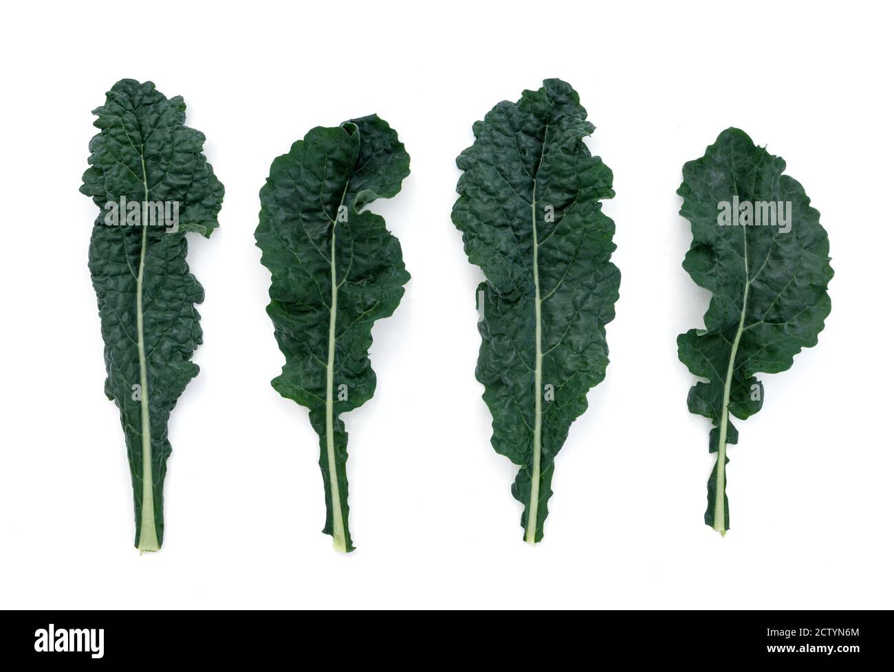 Lacinato Kale. Superfood harvest. Also known as  Dinosaur Kale, Tuscan Kale or "Cavolo Nero". Multiple dark blue-green embossed leaves grown in organi Stock Photo