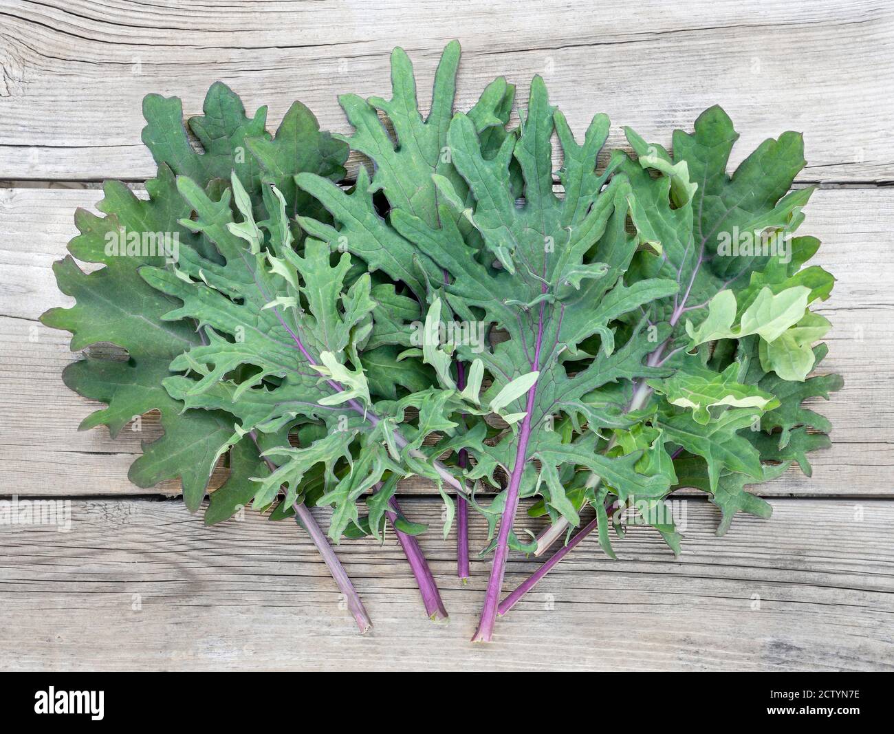 Red Russian Kale extravaganza, just harvested. Organic home grown veggie bounty / harvest started from seeds, indoors. Green and purple curly kale. Stock Photo