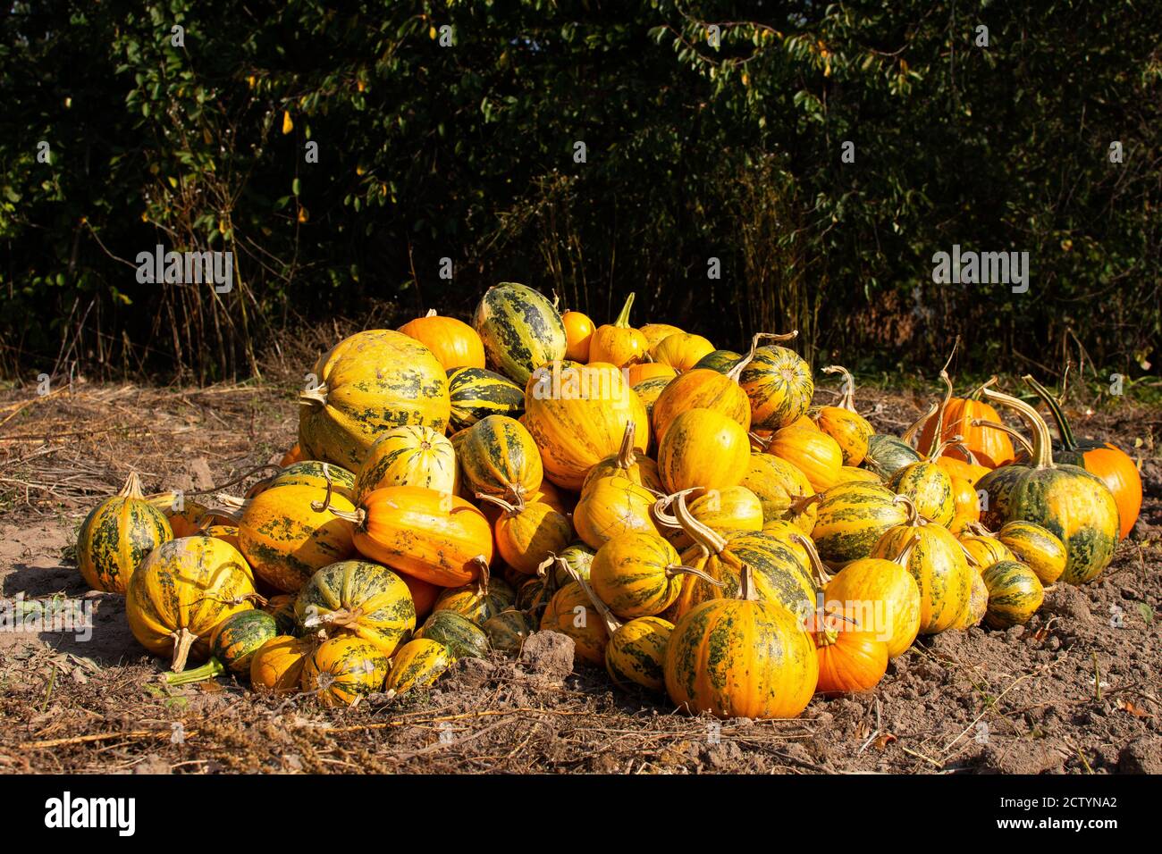Bunch of orange and green pumpkins on the ground, pumpkin harvest ...