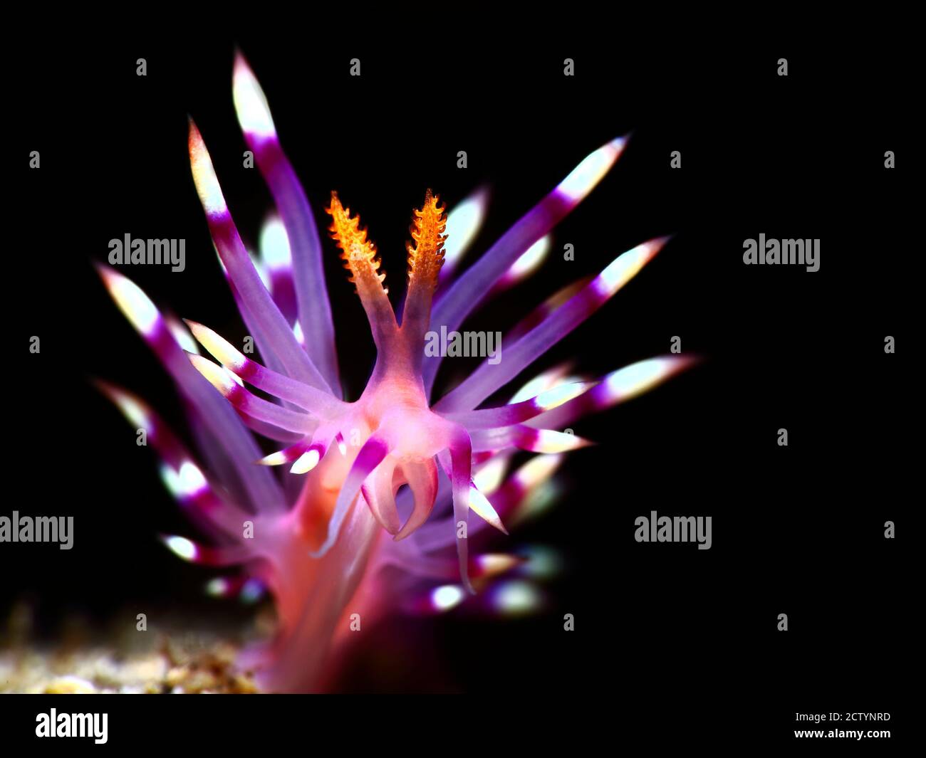 Colorful underwater macro photography Stock Photo Alamy