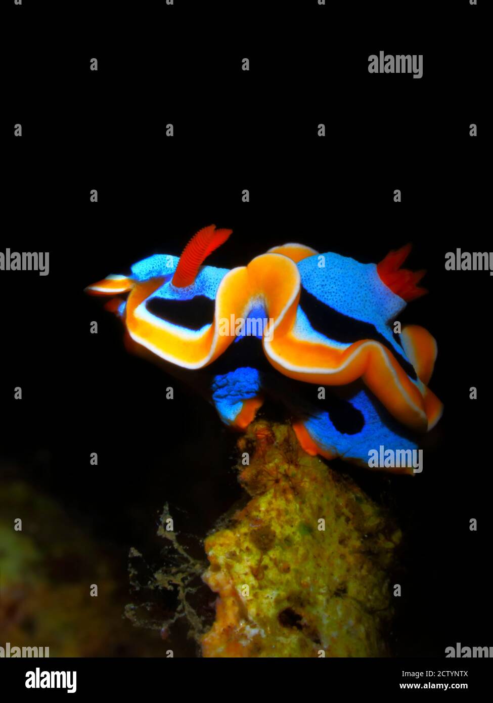 Colorful underwater macro photography Stock Photo Alamy