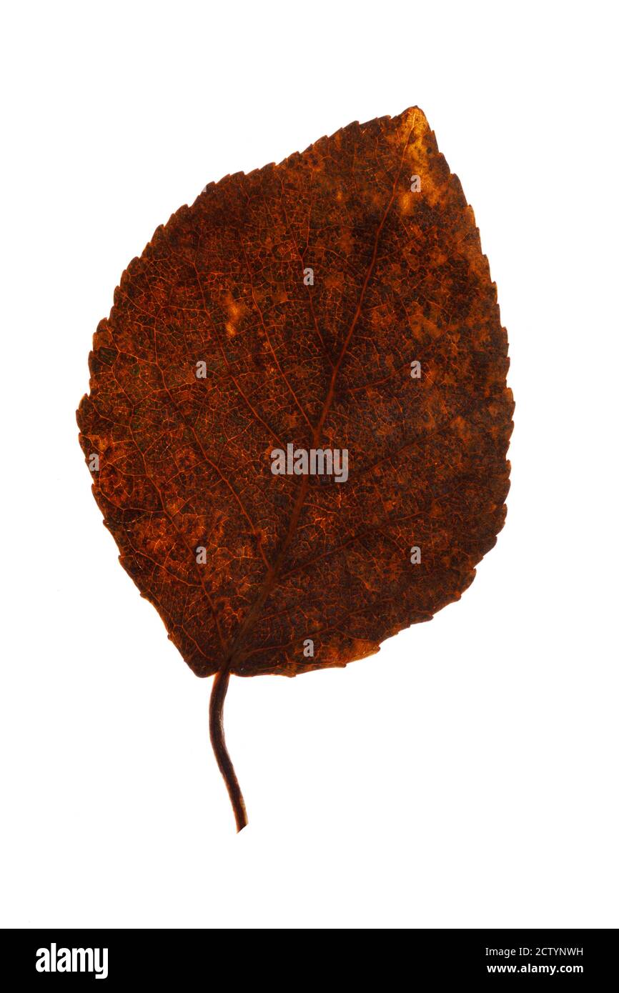 old brown leaf isolated on white background Stock Photo Alamy