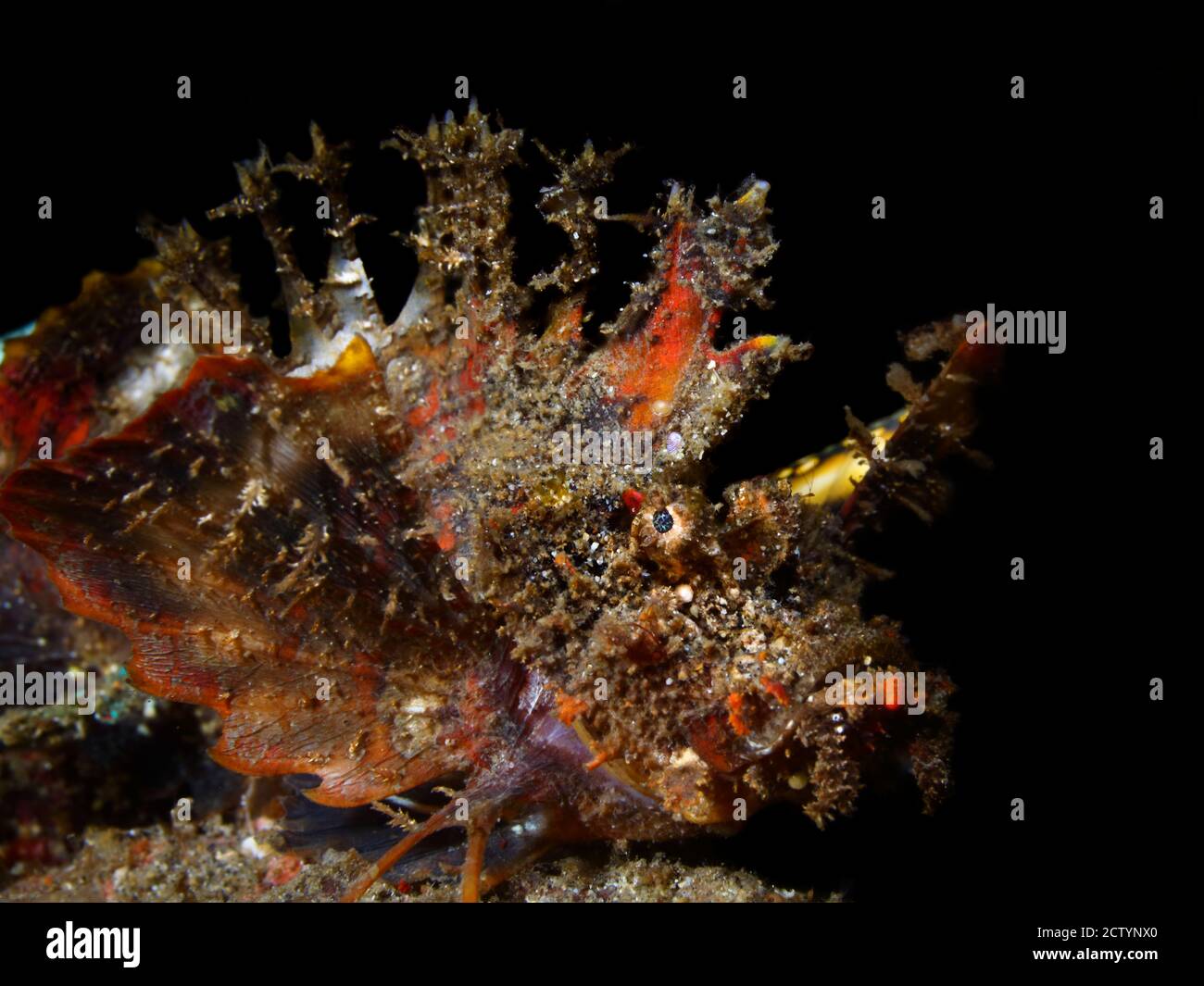 Colorful underwater macro photography Stock Photo Alamy