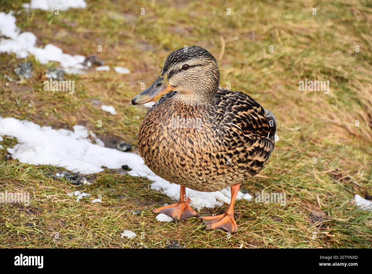 Female mallard duck Anas platyrhynchos on ground Stock Photo