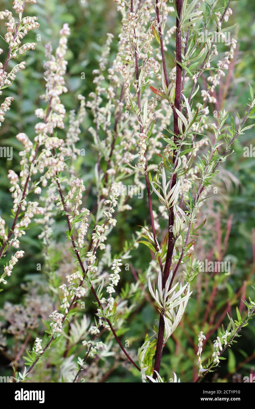 Artemisia vulgaris common mugwort aromatic flowering plant allergen Stock Photo