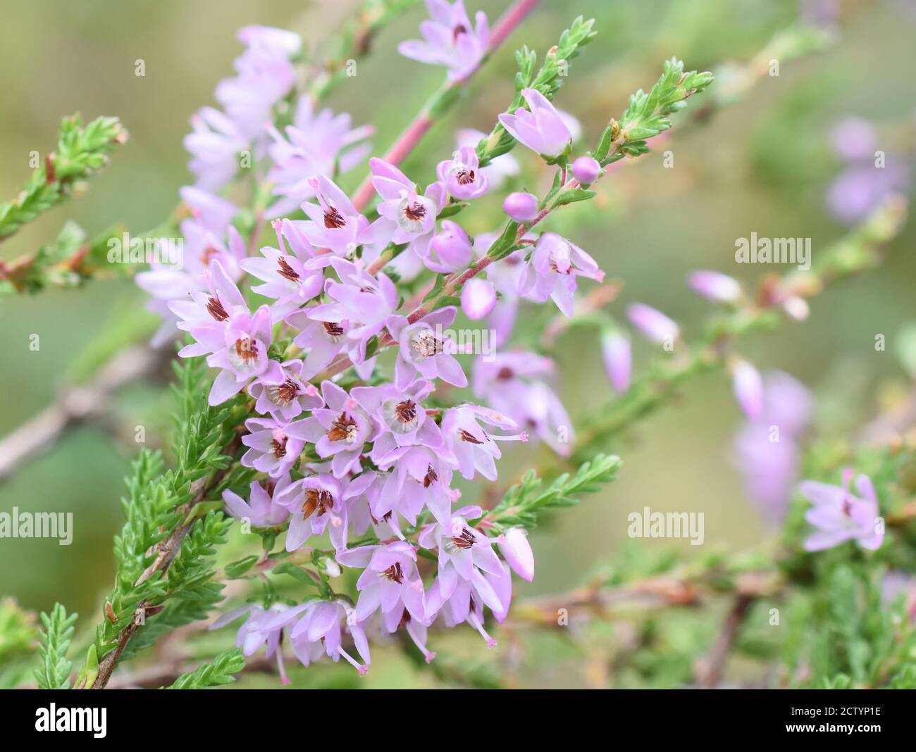 Closeup on purple flowers on common heather Calluna vulgaris Stock Photo