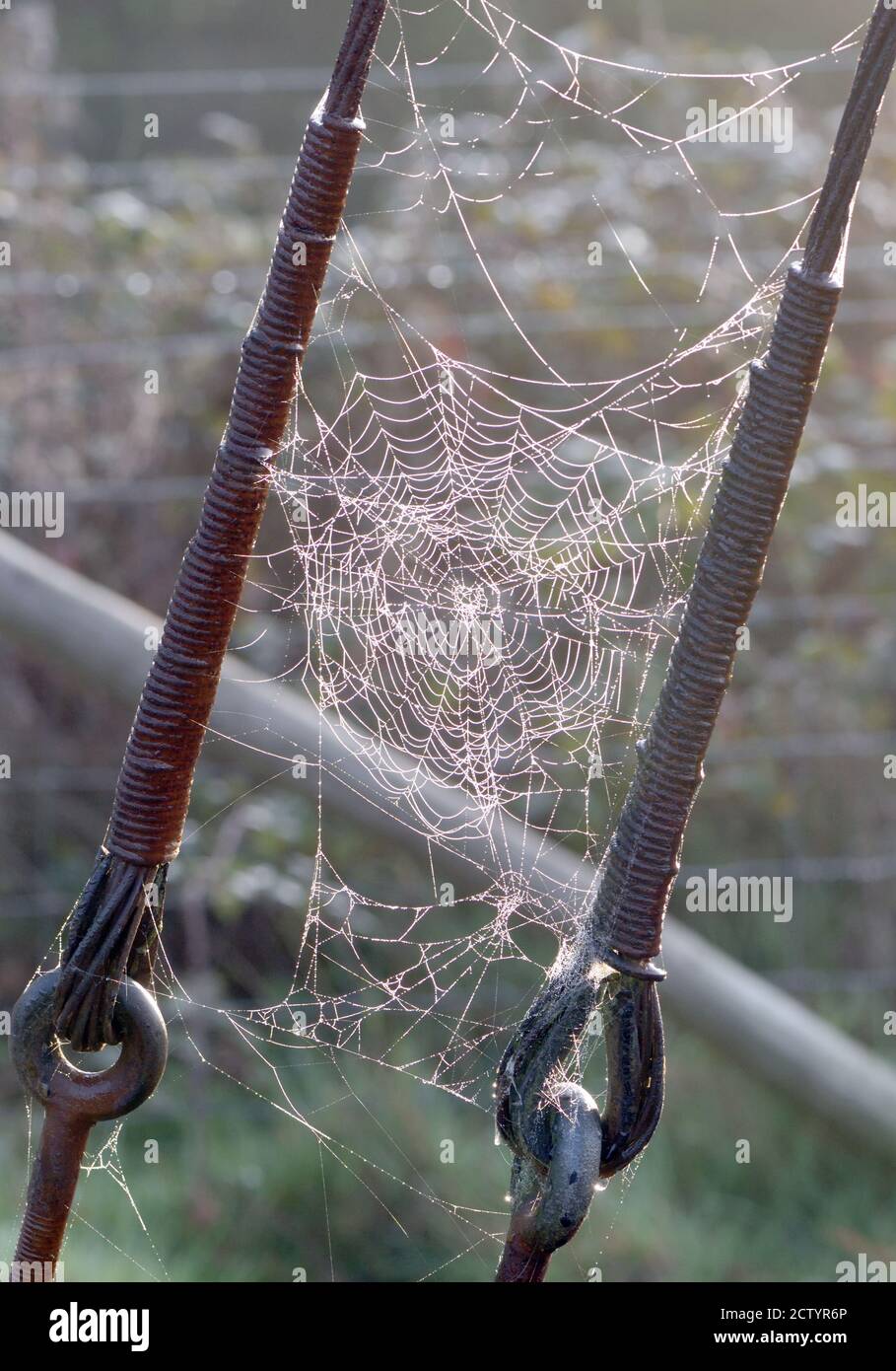 Spiders webs covered with dew hires stock photography and images Alamy