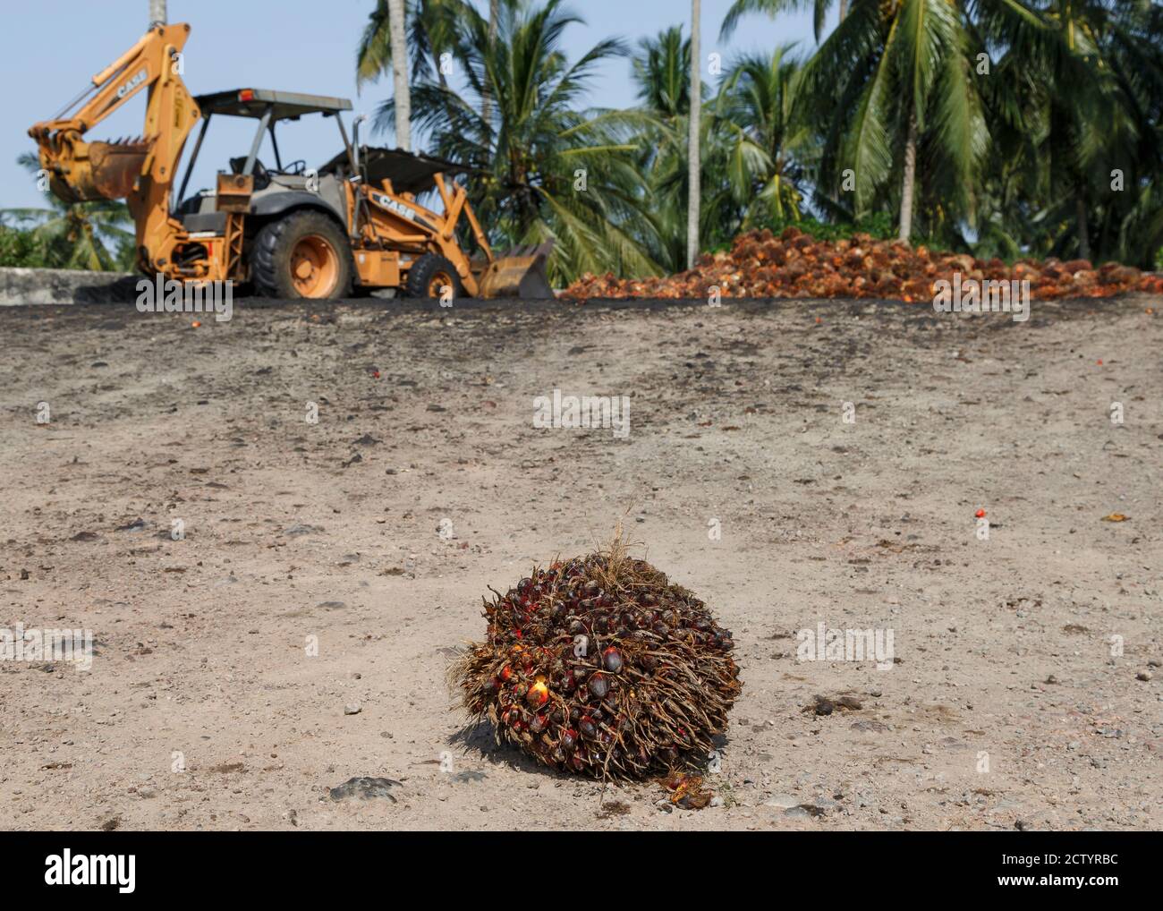 Kudat Sabah Malaysia A Fresh Fruit Bunches Of Oil Palm In Front Of A Case Backhoe Loader At Ffb Collection Centre Operated By Evergreen Summit S B Stock Photo Alamy