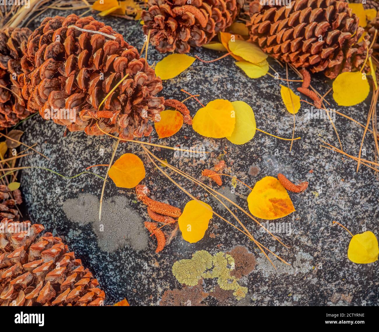 In Autumn, pine cones and golden aspen leaves surround a lichen covered rock in the Buttermilk Country Wildlife Area in California. Stock Photo