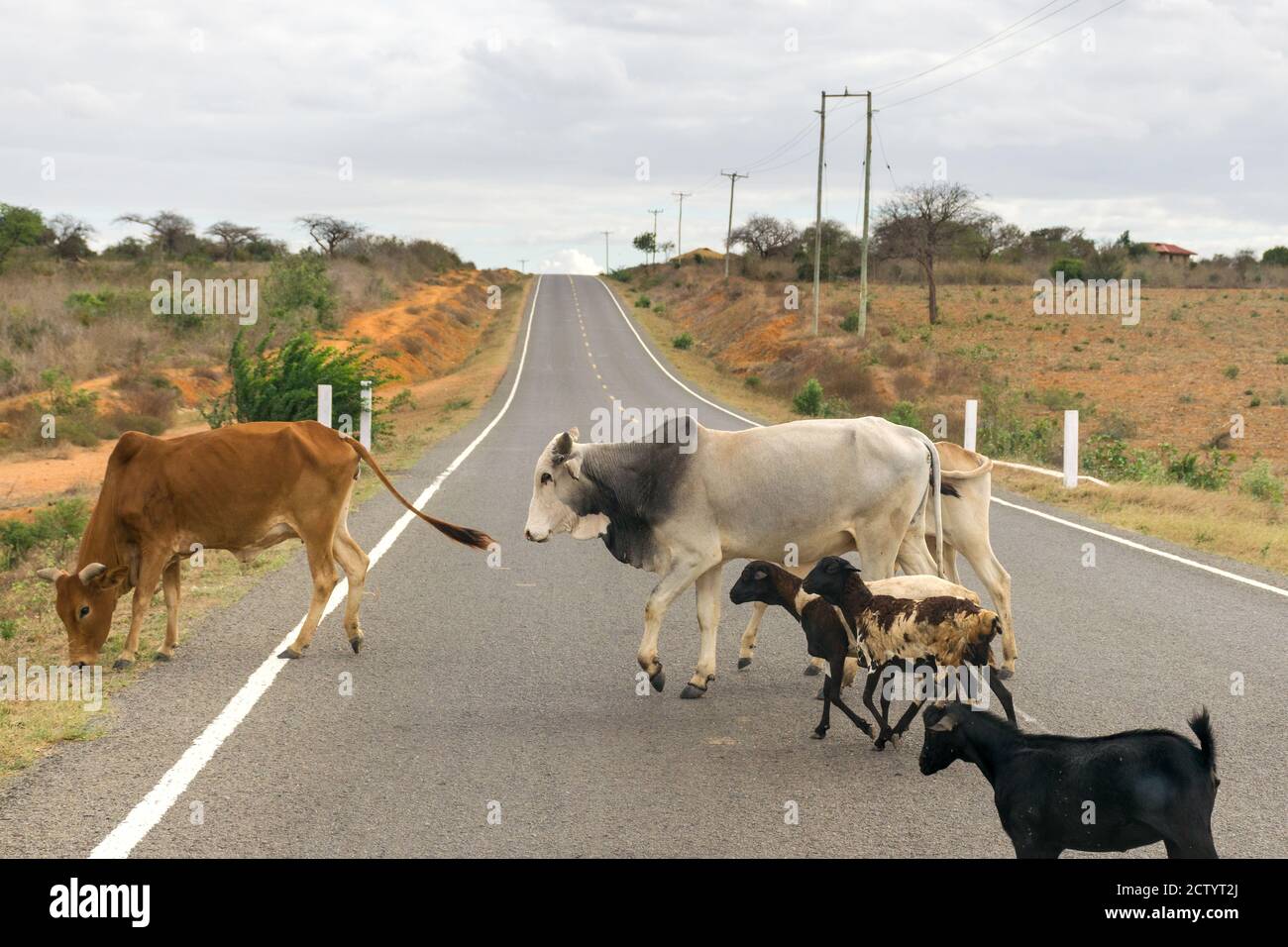 Boran cows and goats crossing a road, Kenya, East Africa Stock Photo