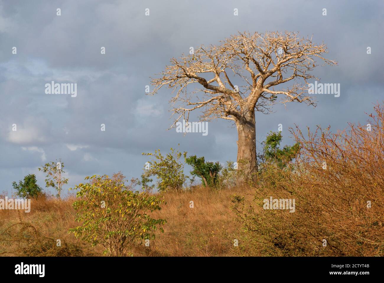 A large baobab tree (Adansonia digitata) in afternoon light, Kenya, East Africa Stock Photo