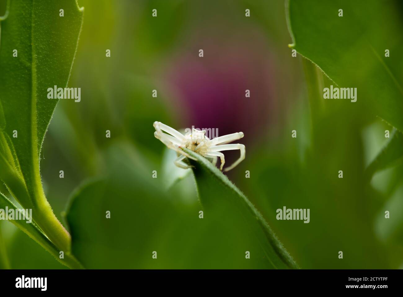 White Crab spider hunting for insects inside purple african daisy Stock