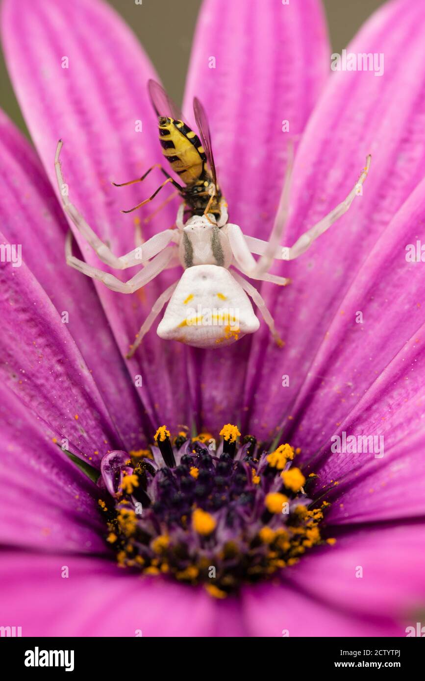 White Crab spider hunting for insects inside purple african daisy Stock