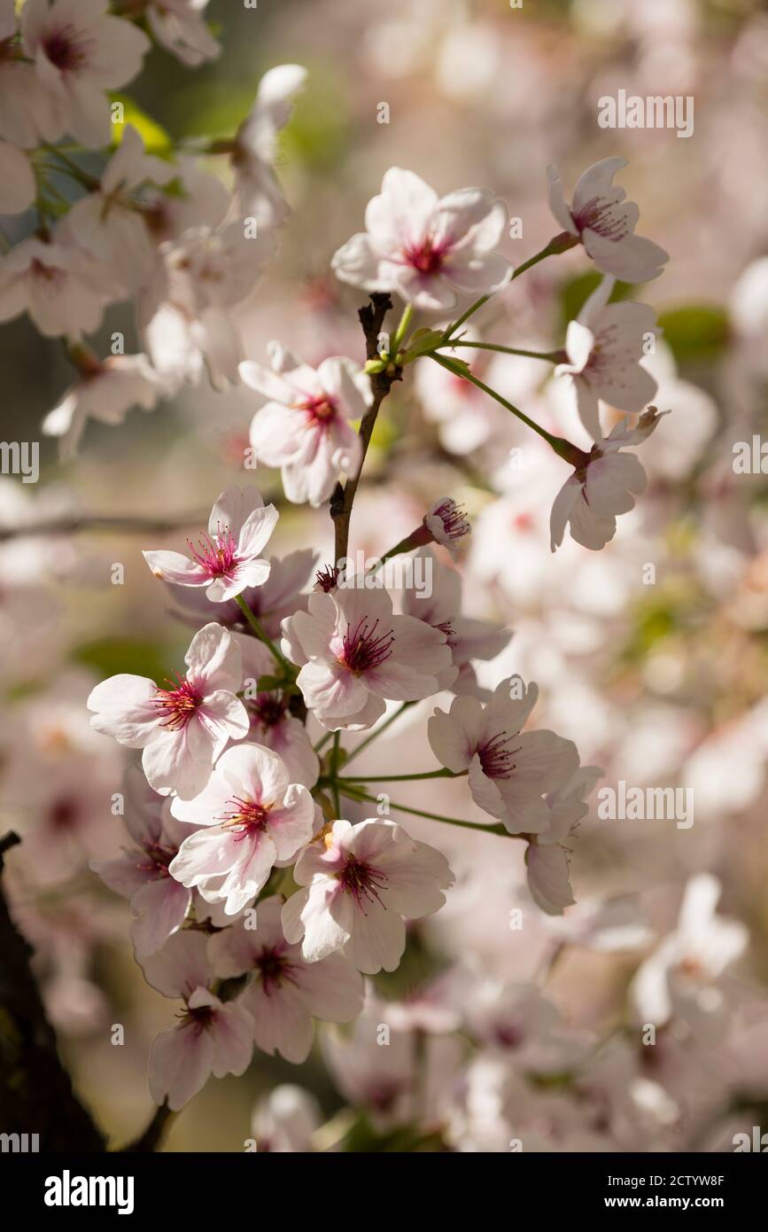 Japanese cherry tree detail of flowers in full Spring bloom Stock Photo ...