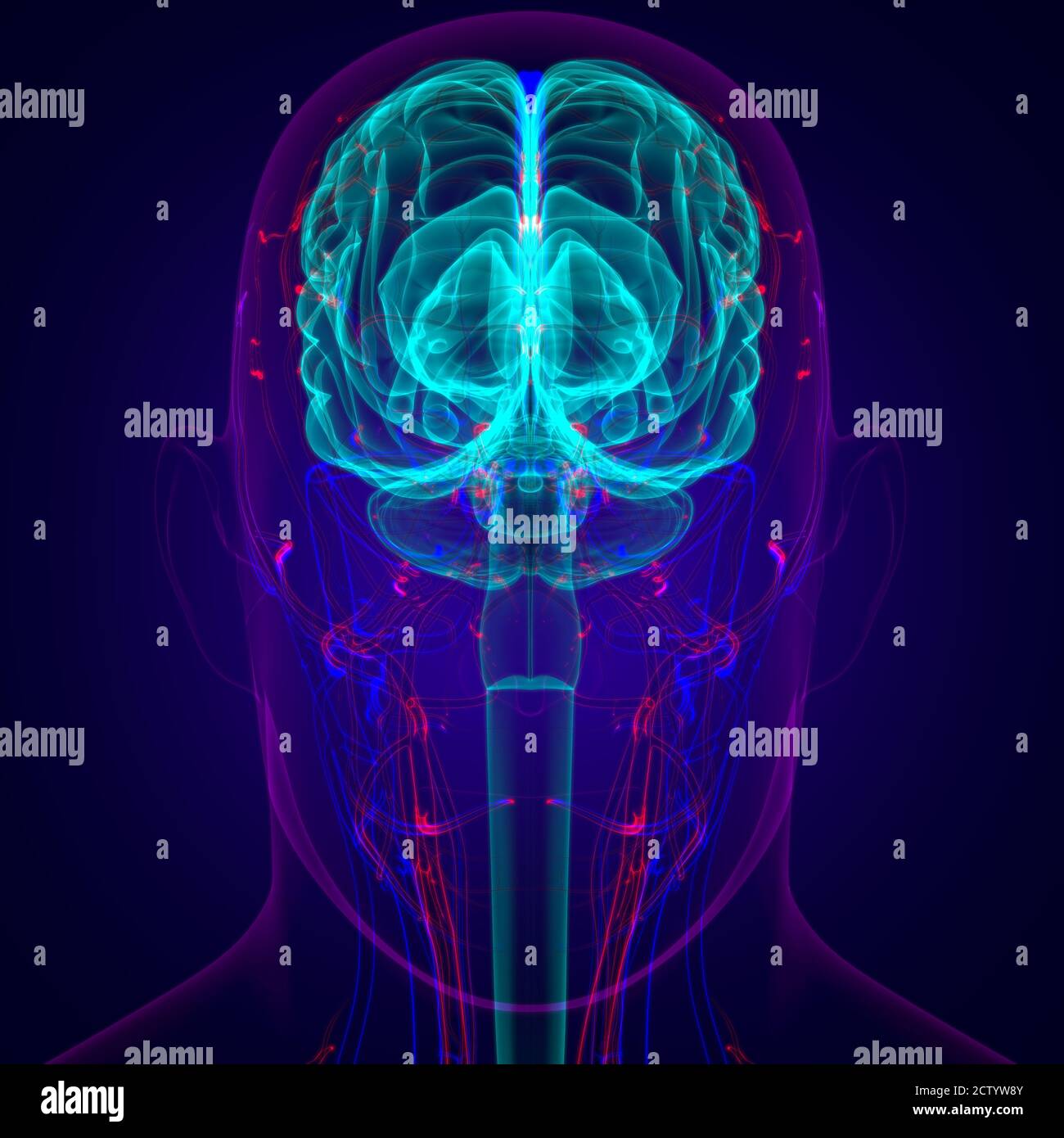 Human Brain Anatomy For Medical Concept 3D Illustration Stock Photo - Alamy
