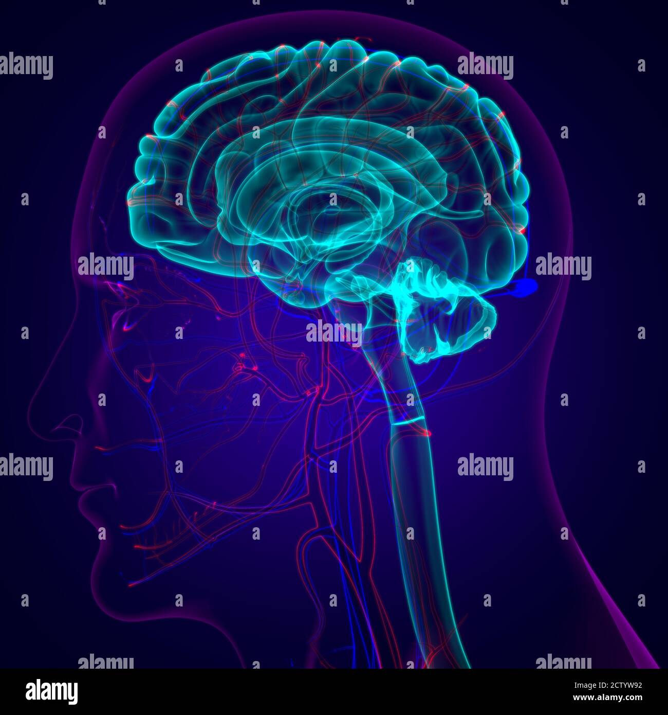 Human Brain Anatomy For Medical Concept 3D Illustration Stock Photo - Alamy