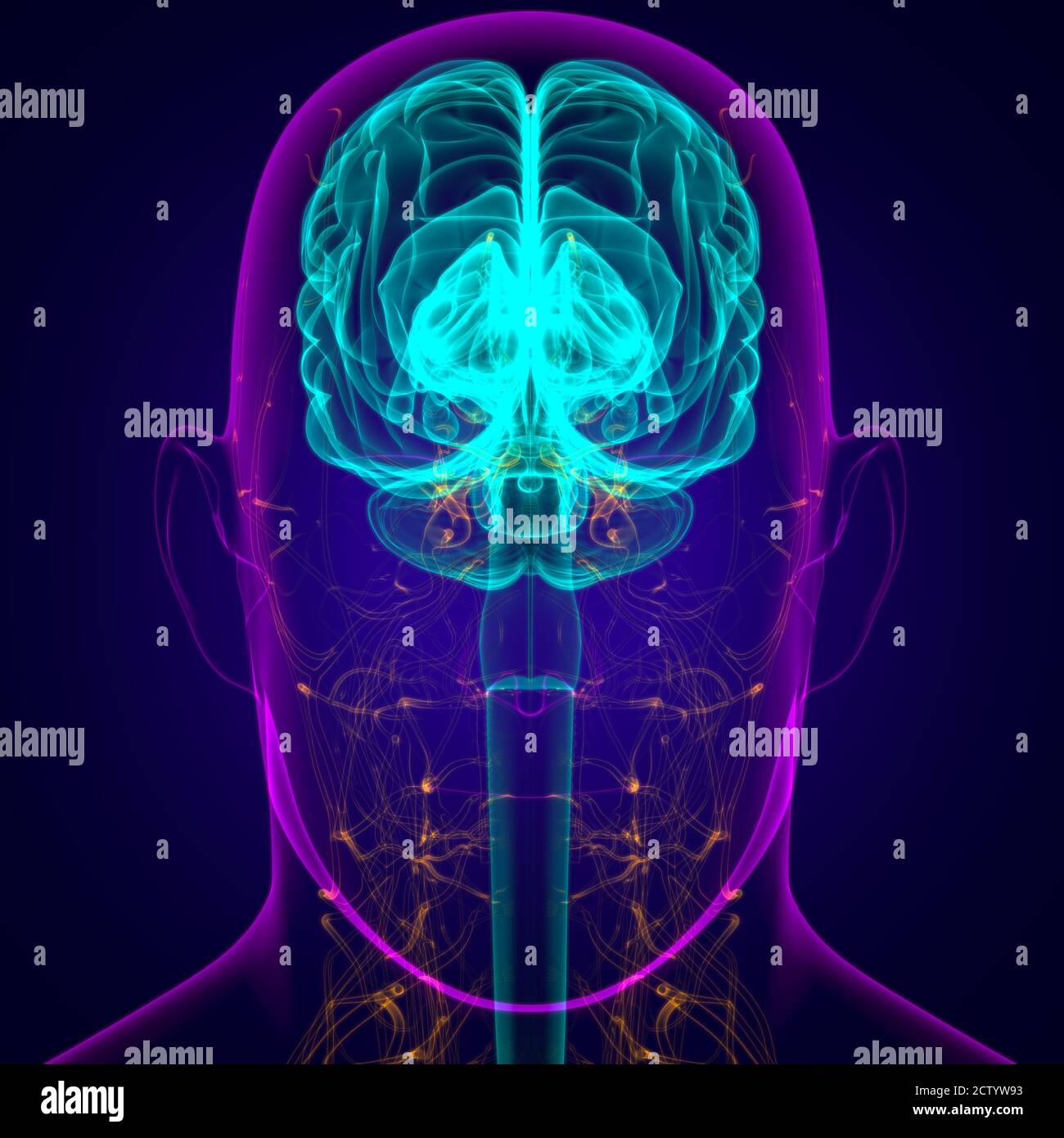 Human Brain Anatomy For Medical Concept 3D Illustration Stock Photo - Alamy