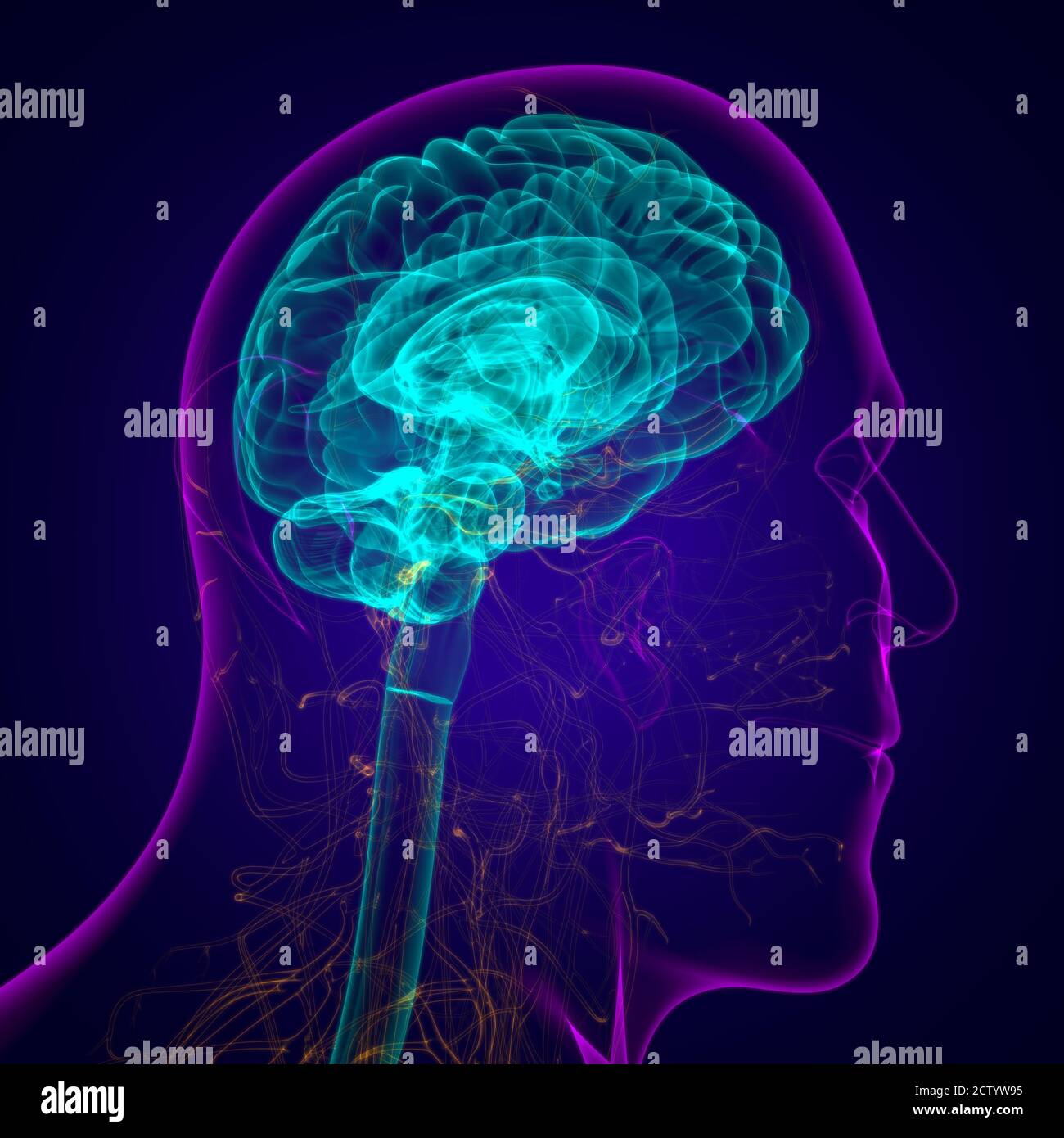 Human Brain Anatomy For Medical Concept 3D Illustration Stock Photo - Alamy