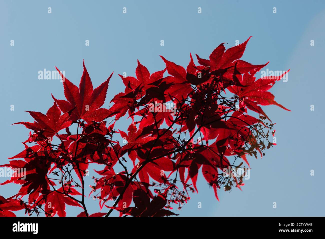 Maple tree, Acer palmatum, with Spring red leaves Stock Photo - Alamy