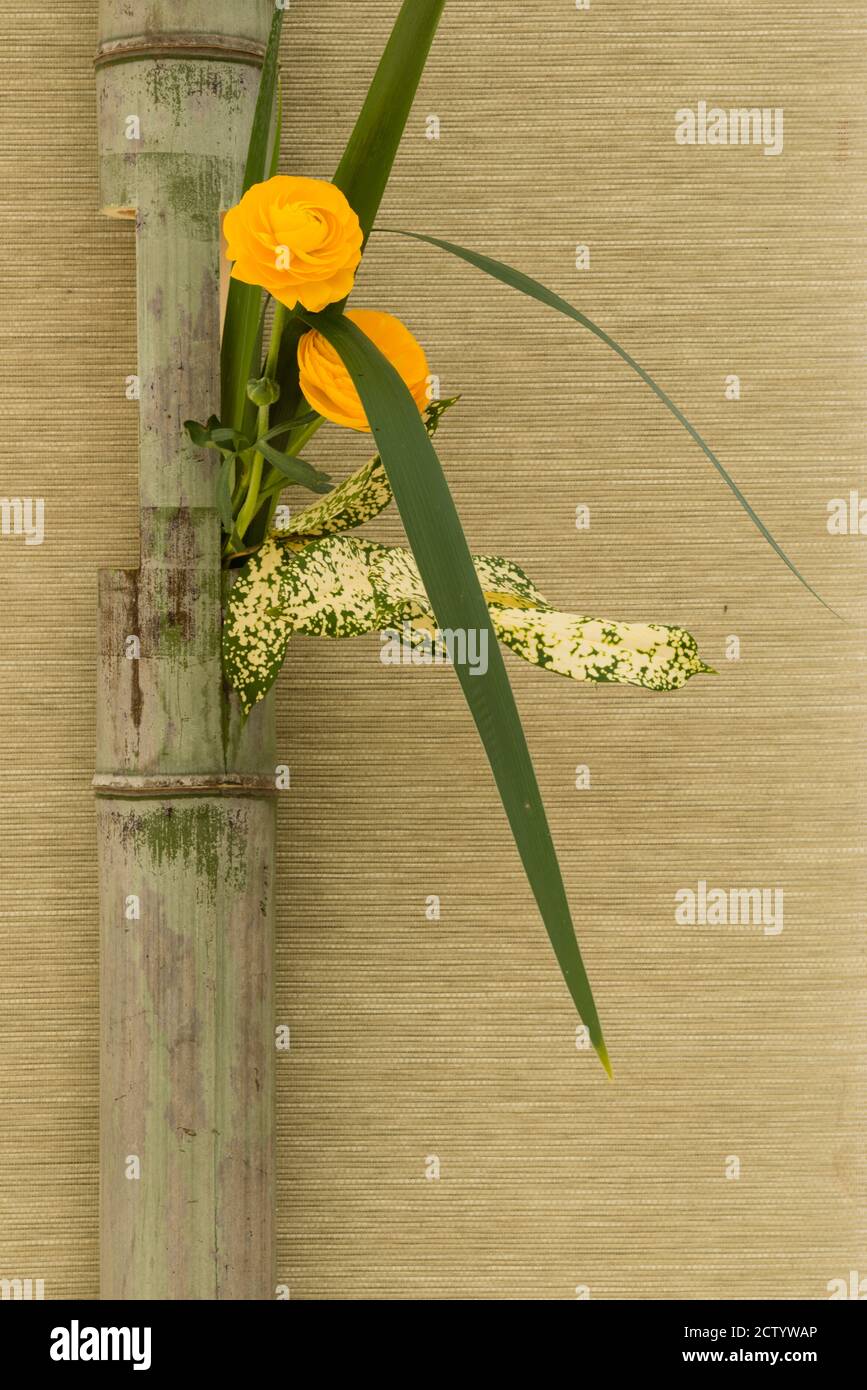 Japanese flower arrangement in bamboo stem for decoration and
