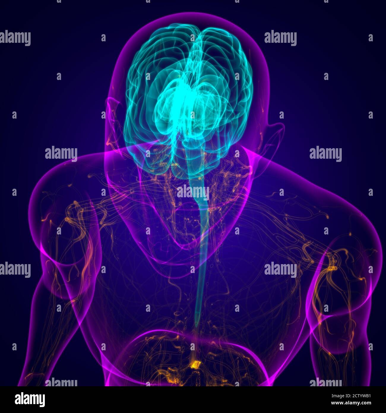 Human Brain Anatomy For Medical Concept 3D Illustration Stock Photo - Alamy