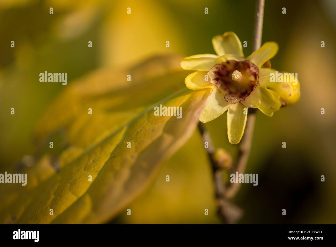 Close up of Spring flowers in full bloom Stock Photo - Alamy